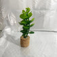 Car Vent Succulent Potted Plants (2pcs)