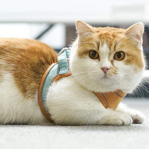 Cat Vest Leash