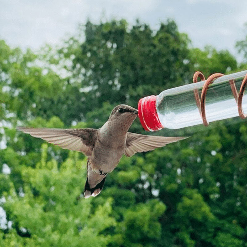 Suction Cup Type Window Hummingbird Feeder