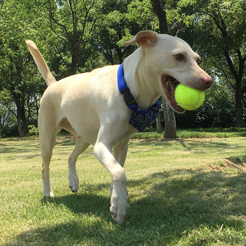 Automatic Interactive Dog Tennis Ball Launcher