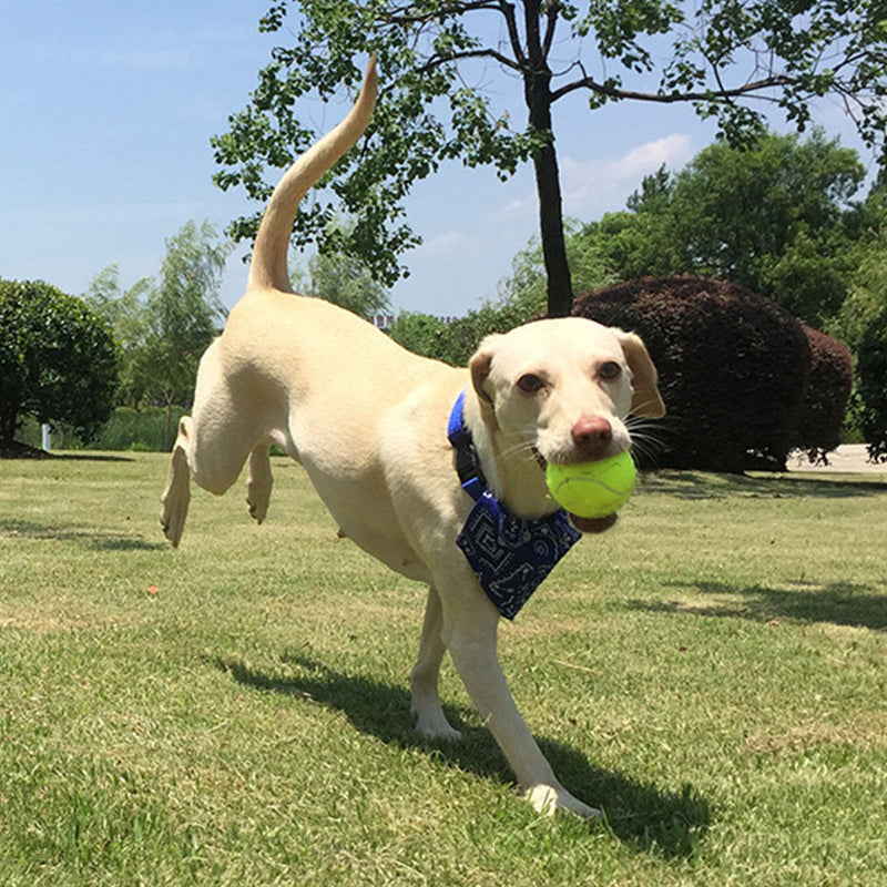 Automatic Interactive Dog Tennis Ball Launcher