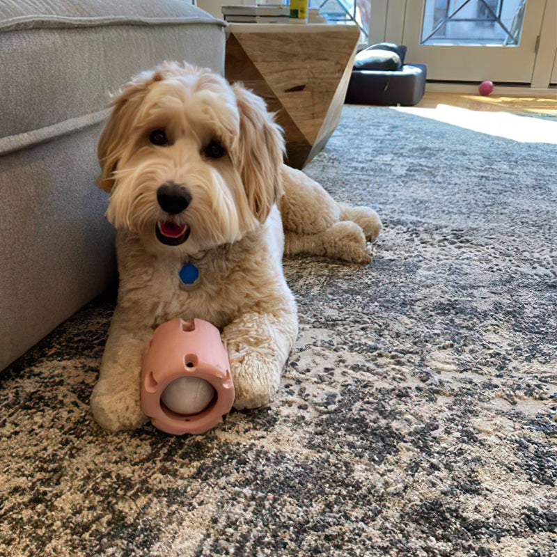 Dog Tennis Cup