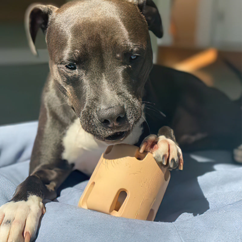 Dog Tennis Cup