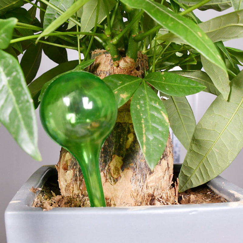 Plant Watering Globes Glass