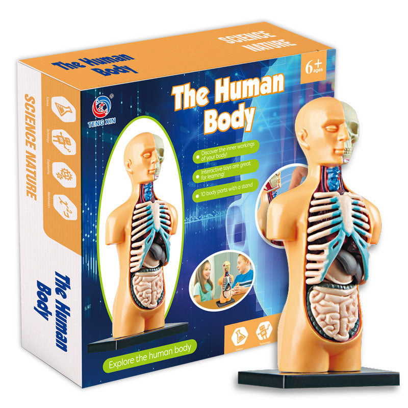 Human Body Model for Kids