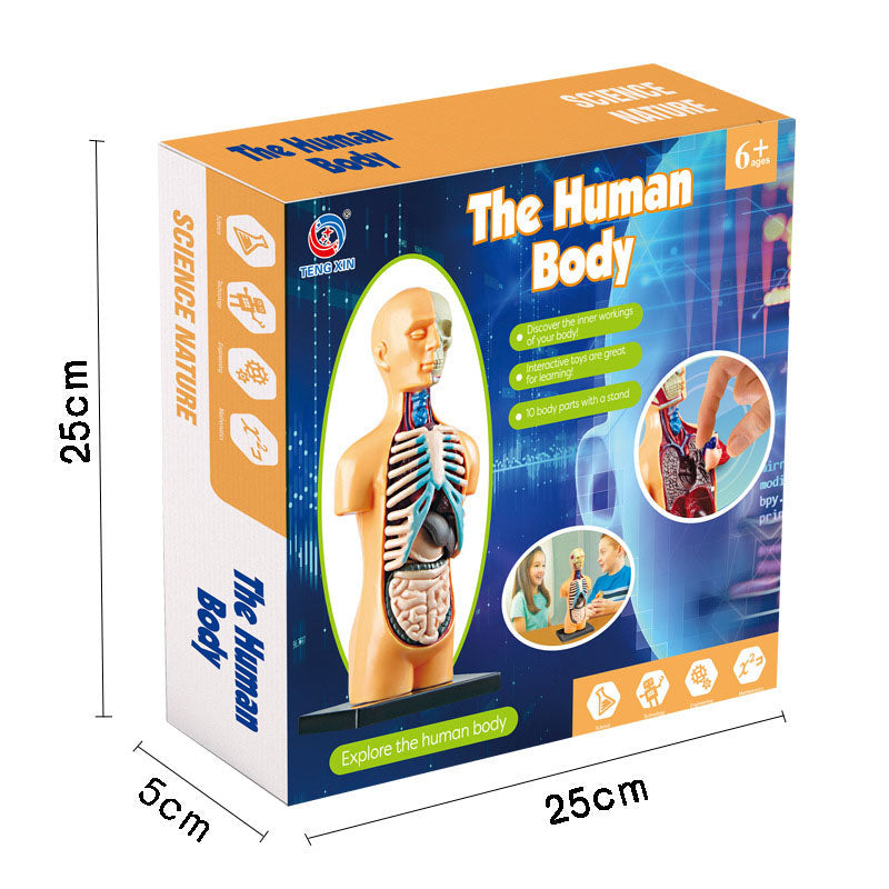 Human Body Model for Kids