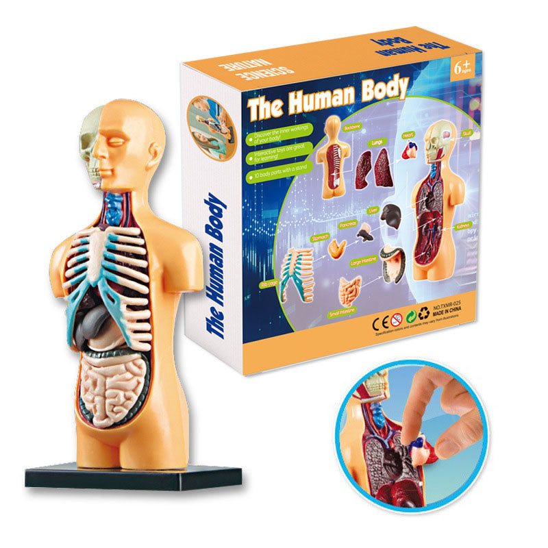 Human Body Model for Kids