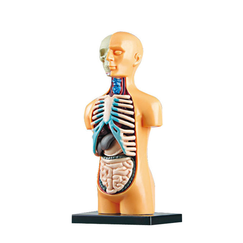 Human Body Model for Kids