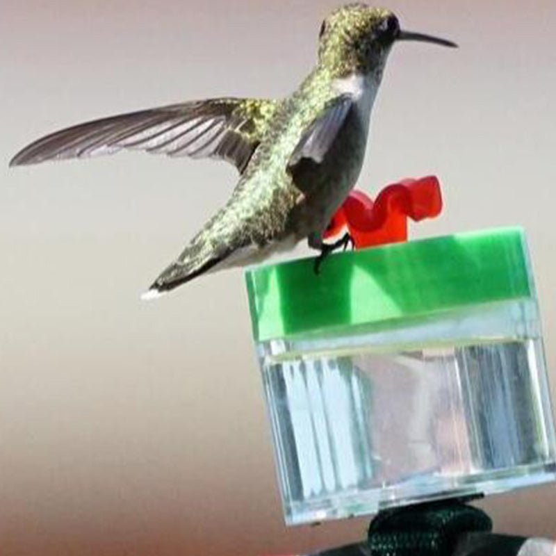 Hummingbird Feeder