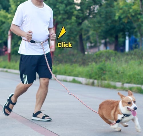 🔥Hands Free Dog Leashes