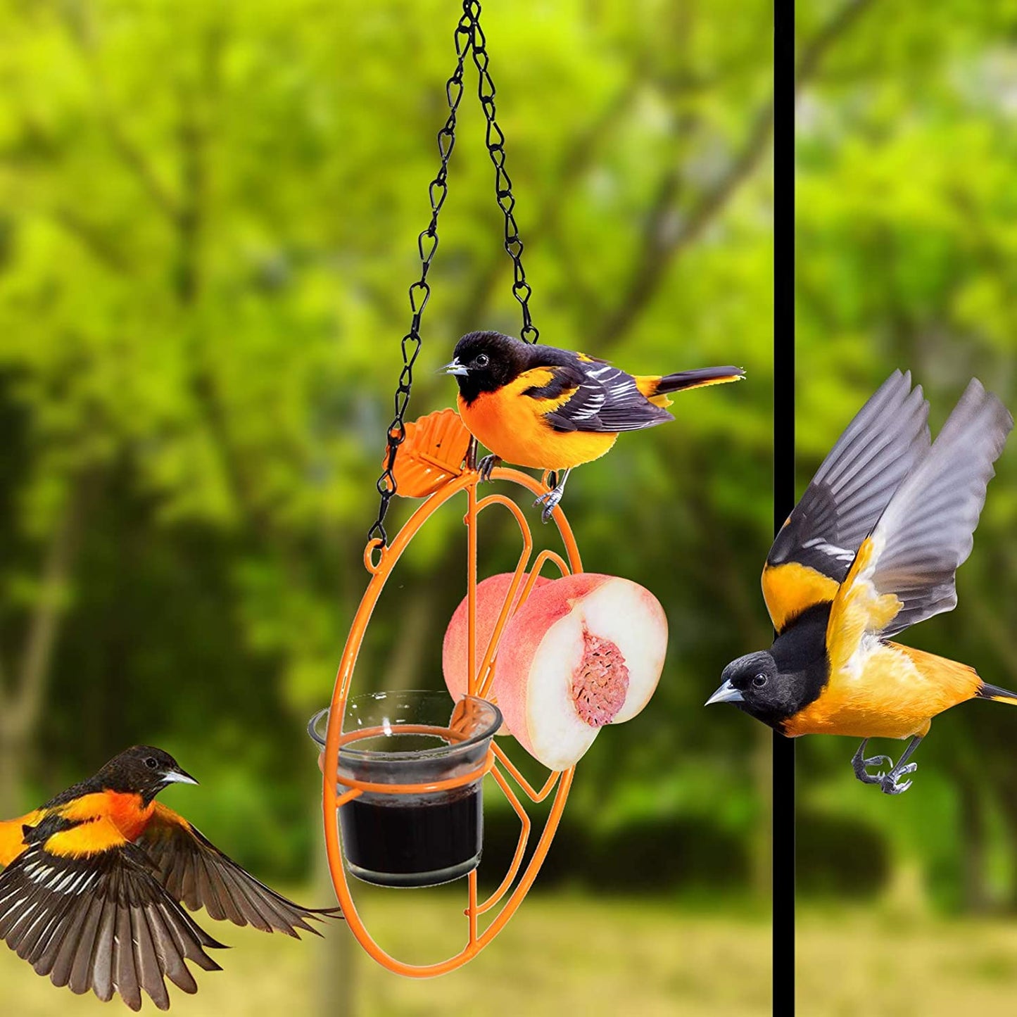 Hanging Hummingbird Oriole Feeder